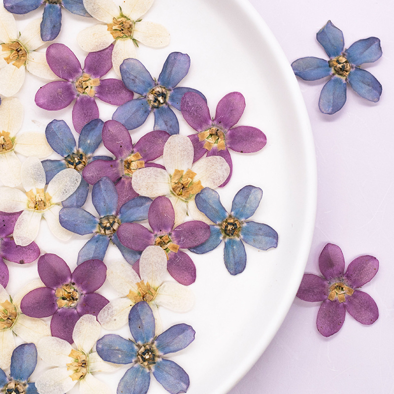 Dried Flower Bulk - 12個、押し花ブルースターフラワーDIYドリップグルー携帯電話ケース/アートワーク/ハーバリウム/ブックマーク/顔の装飾、ドライフラワークラフト用品