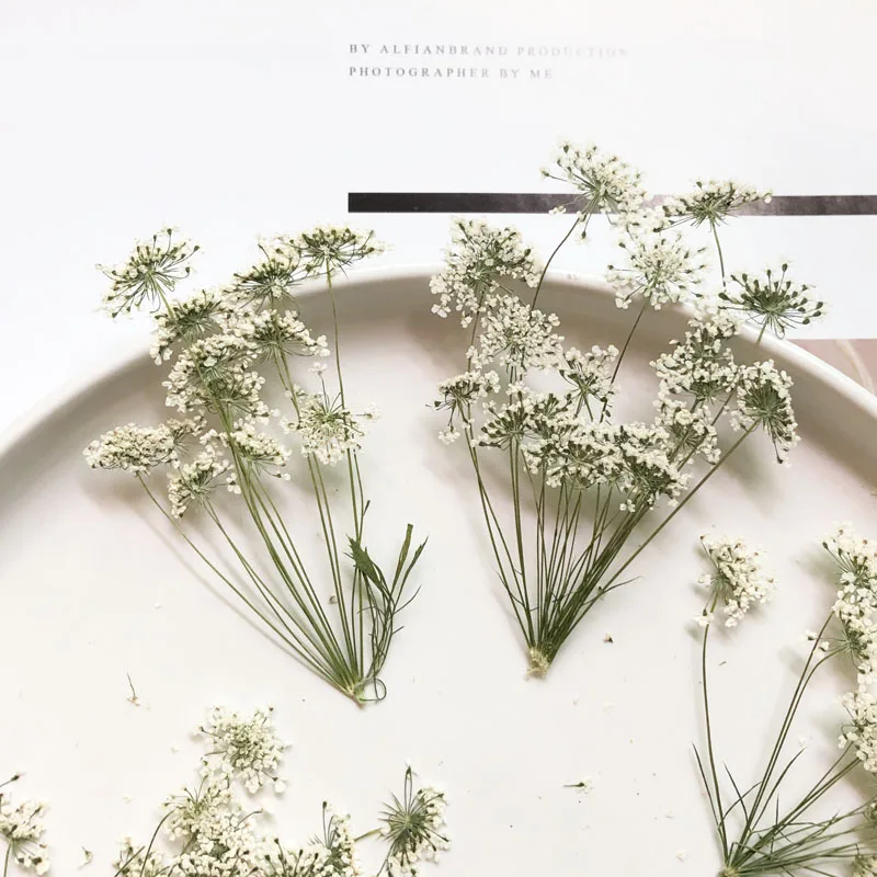 Dried Flower Bulk - 5-7cm/12個、枝付き雪の小さな花、ドライフラワーエンボスDIY携帯電話シェル、ネイルビューティーフォトフレーム、秋の装飾