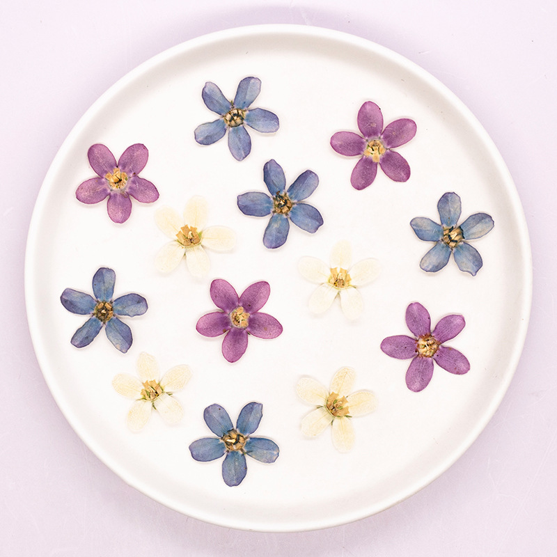 12個、押し花ブルースターフラワーDIYドリップグルー携帯電 - Dried Flower Bulk のレビューと価格