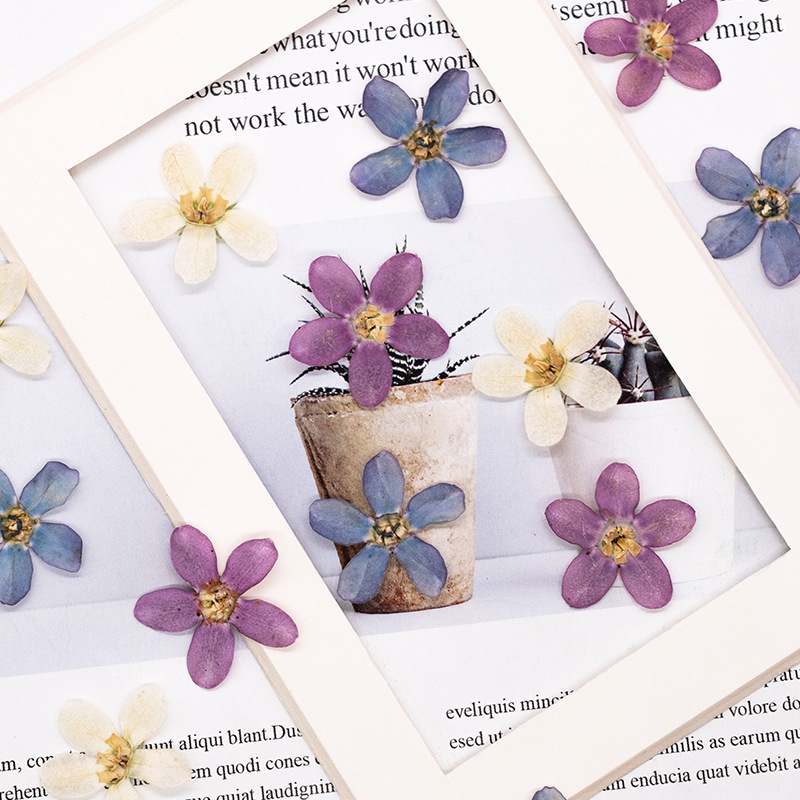 12個、押し花ブルースターフラワーDIYドリップグルー携帯電 - Dried Flower Bulk のレビューと価格