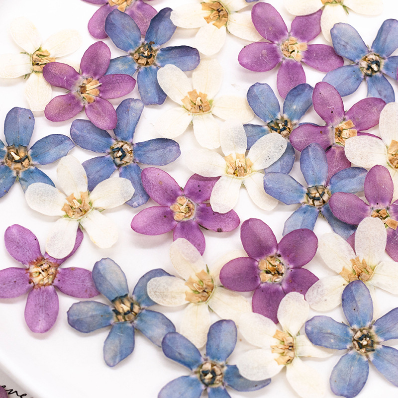 12個、押し花ブルースターフラワーDIYドリップグルー携帯電 - Dried Flower Bulk のレビューと価格