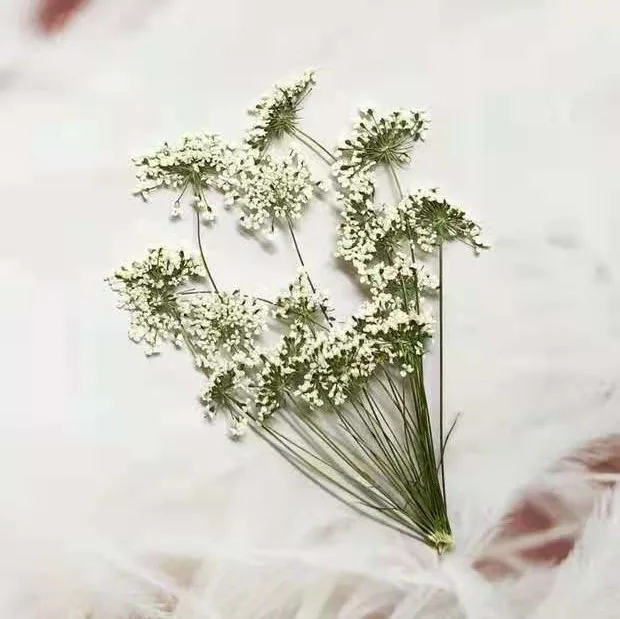 5-7cm/12個、枝付き雪の小さな花、ドライフラワーエンボ - Dried Flower Bulk のレビューと価格
