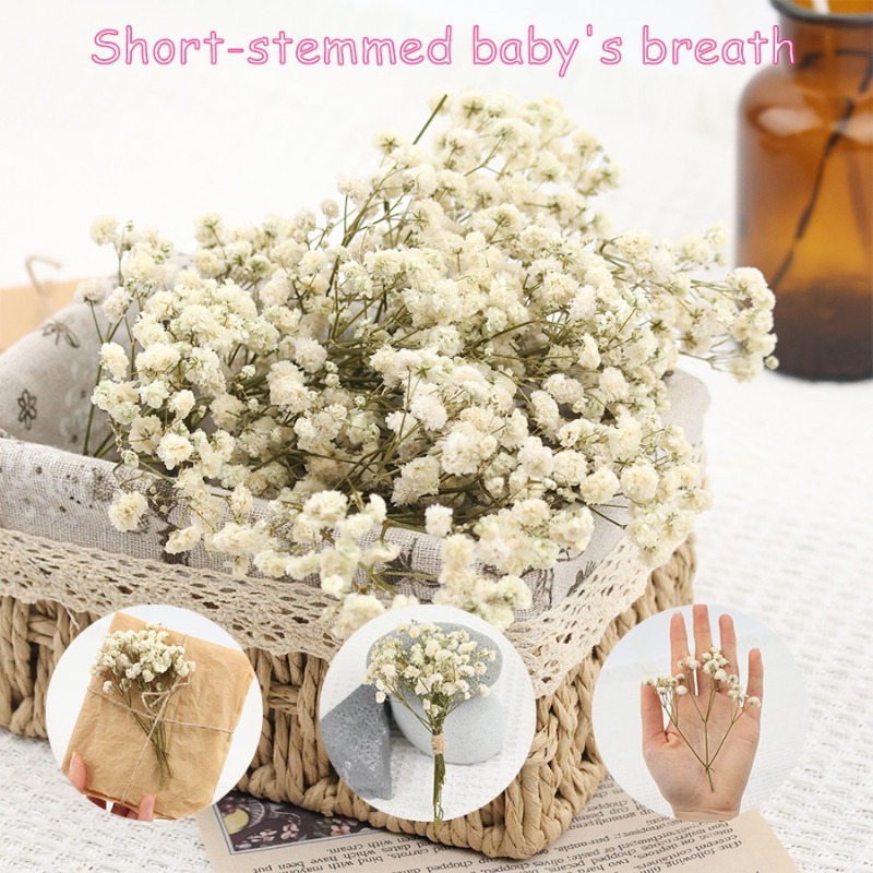 50個入り天然ドライジプソフィラ（ベイビーズブレス）フラワー - Dried Flower Bulk のレビューと価格